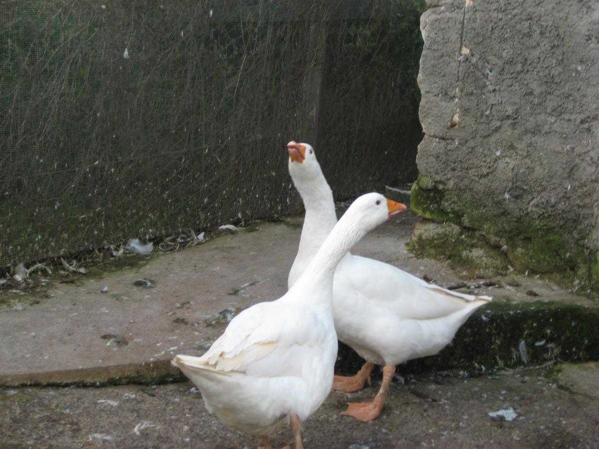Oasi Del Lago Regalbuto Bagian luar foto